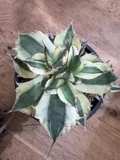 【限定】アガベ チタノタ スナグルトゥース 胴切りのサムネイル