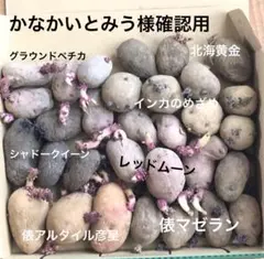 2026年最新】種芋 レッドムーンの人気アイテム - メルカリ