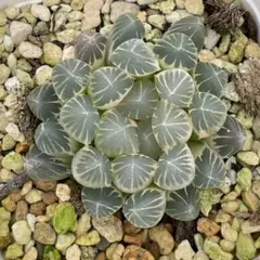 多肉植物 ハオルチア ブラックオブツーサ錦糊斑