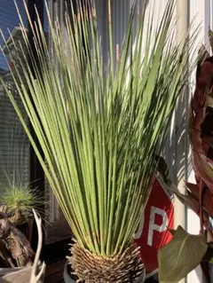 2025年最新】ダシリリオン ミキワネンシスの人気アイテム - メルカリ