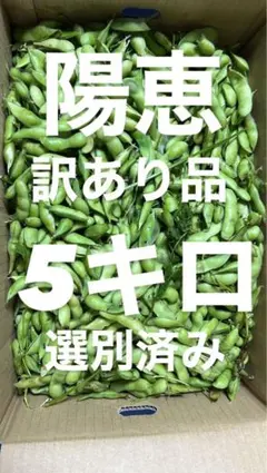 #10 訳あり品 枝豆　陽恵　5キロ　有機肥料　選別済みのサムネイル