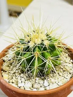 hayahide 様専用✨新商品♡美苗　エキノカクタス　金鯱3点セット抜き苗✨