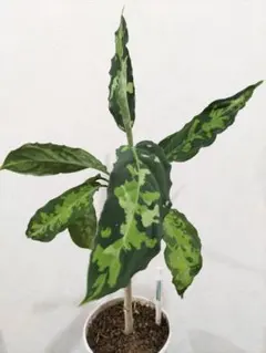 アグラオネマ ピクタム トリカラー観葉植物のサムネイル