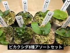 2026年最新】ビカクシダ 胞子 セットの人気アイテム - メルカリ