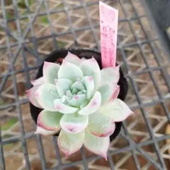 2026年最新】ルイパパさん苗の人気アイテム - メルカリ