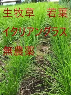 コンパクトボックス　 生牧草 若葉 イタリアングラス