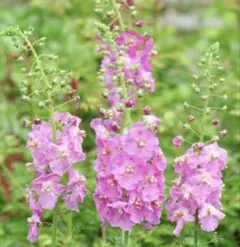 ローズマリー様 リクエスト 3点 まとめ商品