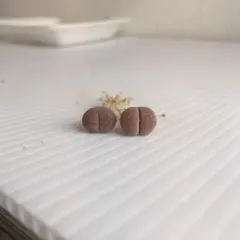 一期一会4639様 リクエスト 2点 まとめ商品