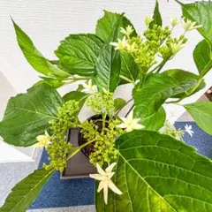 特大株8号良品❗ラグランジア❗ブライダルシャワー現品❗花も終わっ