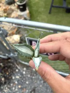 コロ⭐️様 リクエスト 2点 まとめ商品