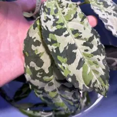 s*i様 アグラオネマ ピクタム 芋④(MB-2022/TSR/GRY) - メルカリ