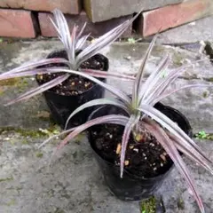 Yx4様 リクエスト 3点 まとめ商品