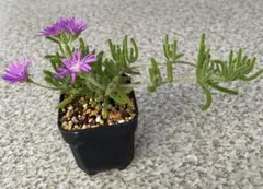 SALE❣️多肉植物 ドロサンテマム キラキラ 莱斯 抜き苗 1株 - メルカリ