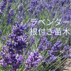 リク様 リクエスト 3点 まとめ商品