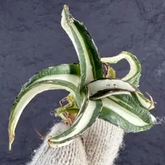 2025年最新】アガベ 氷山の人気アイテム - メルカリ