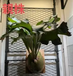 大株】ビカクシダ coronarium Fu-zai パイプコルク着生 - メルカリ