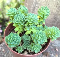 緑カシミヤバイオレット 黒法師 全部抜き 多肉植物 - メルカリ