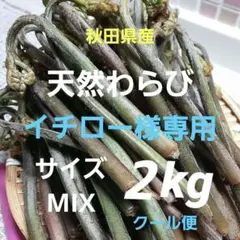 秋田県産 天然 わらび イチロー様 専用 2kg 採れたて