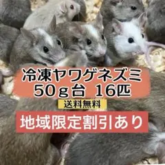 2026年最新】ヤワゲネズミの人気アイテム - メルカリ