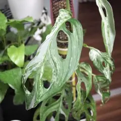 aka•gawa様 リクエスト 2点 まとめ商品