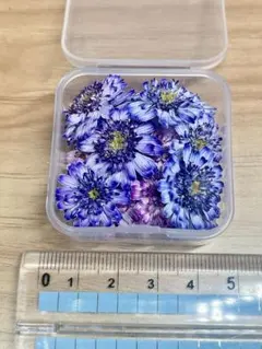 ハンドメイド 花材 ドライフラワー マトリカリア mixカラー 50輪＋α ①