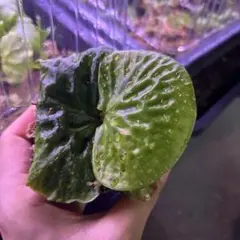 ビカクシダのサムネイル