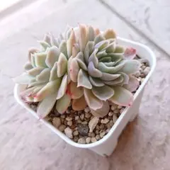 実生苗 多肉植物 エケベリア ⑨ - メルカリ