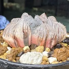 みたらし様 リクエスト 2点 まとめ商品