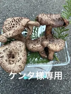 【ケンタ様専用】岩手雫石町産 天然 香茸 バクロ シシタケ 300g