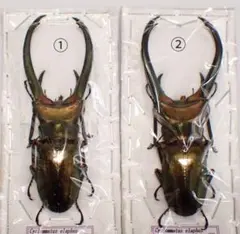 2026年最新】昆虫標本の人気アイテム - メルカリ