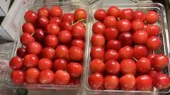 COCO様専用 山形県　さくらんぼ　佐藤錦　特秀　Ｌサイズ