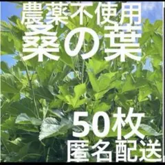 農薬不使用　桑の葉　50枚のサムネイル