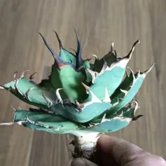 2026年最新】agave titanota hadesの人気アイテム - メルカリ