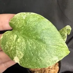 2026年最新】モンステラ レガシーの人気アイテム - メルカリ