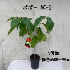 アボカド 苗木 品種不明 台木用 9本 観葉植物 約66cm - メルカリ