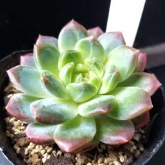 ピオ ☆☆☆様 リクエスト 2点 まとめ商品