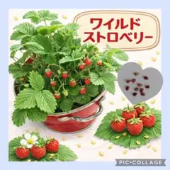 2026年最新】ワイルドストロベリー 苗の人気アイテム - メルカリ