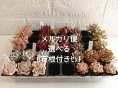 多肉植物選べる6苗根付きセットエケベリア他