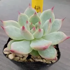 No.4 七福神 抜き苗 多肉植物 - メルカリ