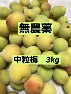 無農薬　中粒梅　3kg 信州産のサムネイル