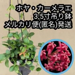 2026年最新】ホヤ植物の人気アイテム - メルカリ