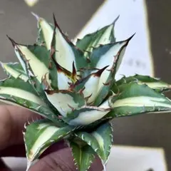 [okami](速達)アガベ 太陽神 黄中斑 白犀錦 同梱 okami様専用](速達)アガベ 太陽神 黄中斑 白犀錦 同梱