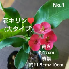 No.1【沖縄から♪】花キリン(大タイプ)♥️開花中♪のサムネイル