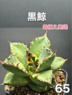 ヨッシー様 リクエスト 3点 まとめ商品