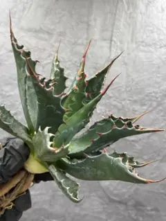 2026年最新】アガベモンタナの人気アイテム - メルカリ