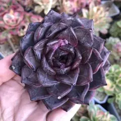 ひろりん様 リクエスト 7点 まとめ商品