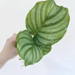 うなぎさん様 リクエスト 3点 まとめ商品