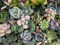 多肉植物　エケベリア　セダム