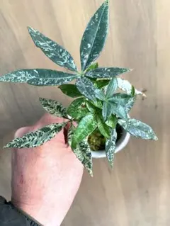 2025年最新】パキラ ミルキーウェイ 実生の人気アイテム - メルカリ