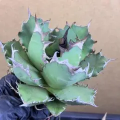 2026年最新】姫厳竜の人気アイテム - メルカリ